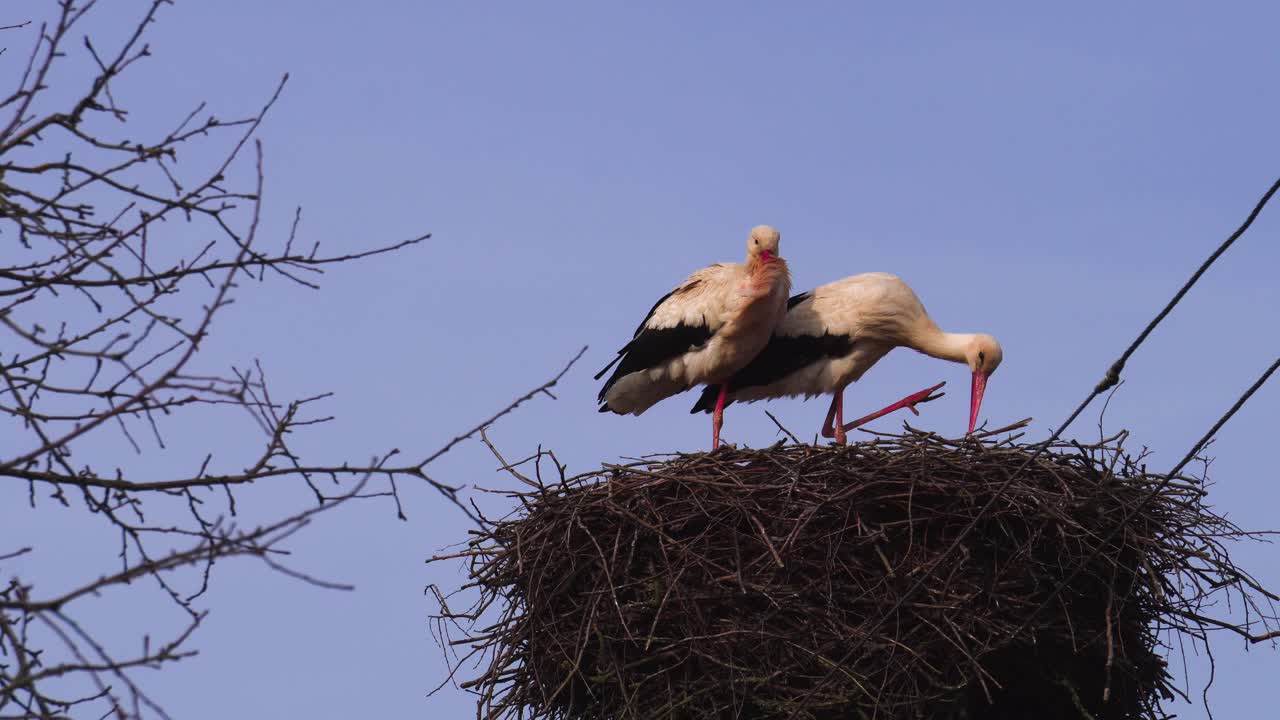 White stork pair stand in windy weather, tree branch nest on power line pole