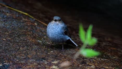 esta hembra de colirrojo plomizo no es tan colorida como el macho pero seguro que es tan esponjosa como una bola de un lindo pájaro