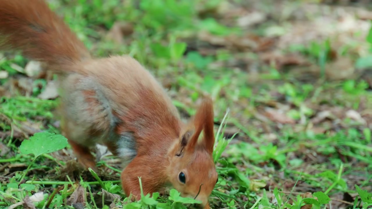Fast moving red squirrel running across grass and soil covered with leaves and small plants