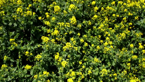 low top-down flight over yellow canola rapeseed farm land, brassica napus