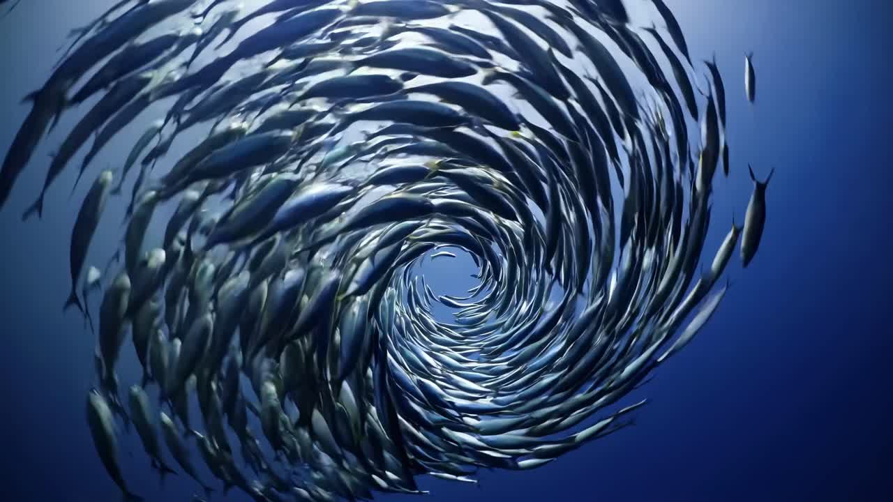 Underwater video captures a swirling school of fish from a low-angle, creating a dynamic, spiral