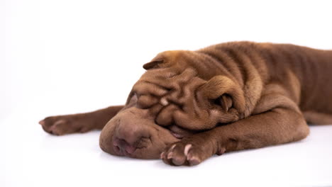 shar pei cachorro de perro acostado contra un fondo blanco