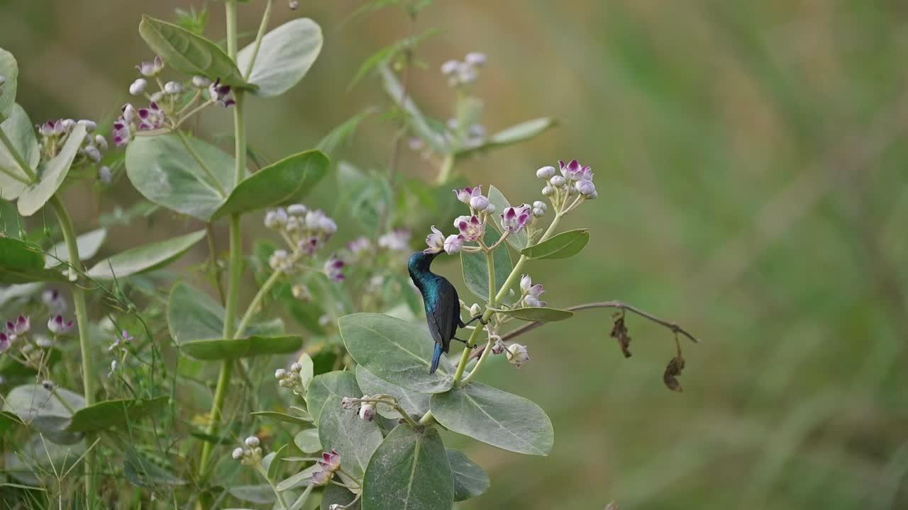 pájaro solar púrpura tomando néctar de las flores silvestres
