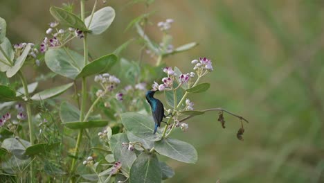 Sunbird-Púrpura-Tomando-Néctar-De-Flores-Silvestres