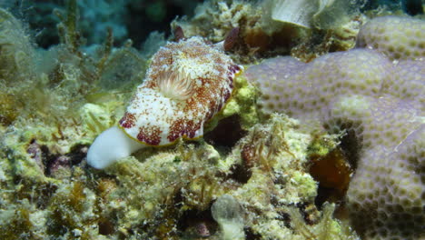 Lindo-Nudibranquio-Goniobranchus-Sp-Blanco-Y-Rosa-Arrastrándose-Lentamente-Sobre-El-Colorido-Fondo-Del-Océano