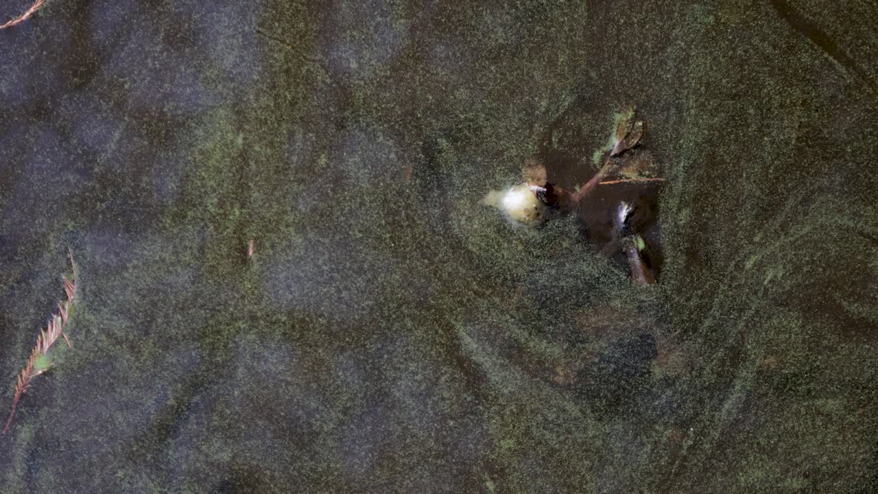 Close-up of slow-moving water covered in green algae, creating a textured and murky natural scene