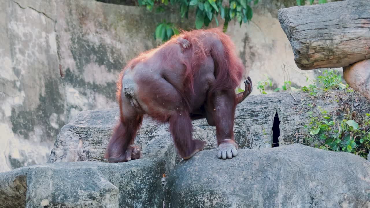 Orango che si muove sulle rocce in uno zoo
