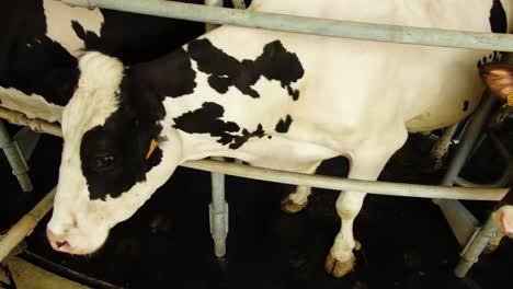 shot of the cow's in the milking system