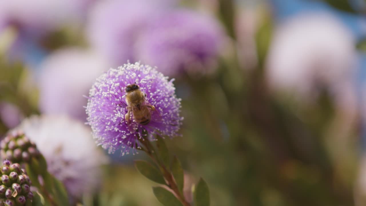 bees buzzing around flower in garden