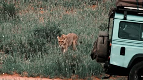 a lioness approaches a safari vehicle in the kalahari national park of south africa