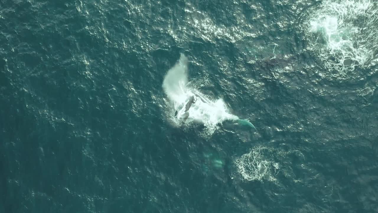 잔잔한 푸른 바다 물에서 함께 헤엄치는 혹등고래 떼의 공중 전망, 놀기, 혹등고래 내뿜기, 송아지가 튀는 혹등고래