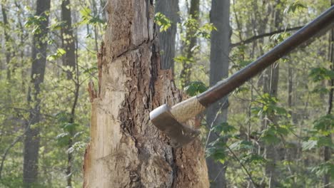 Slow-motion-shot-of-an-axe-swinging-into-a-tree