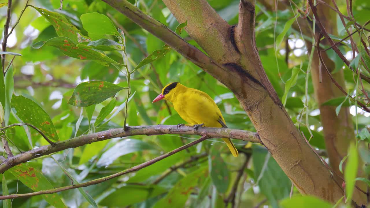 Black-naped Oriole (Oriolus chinensis) perched on a tree branch. Yellow plumage bird standing on twig in lush foliage. Wildlife. Bird watching
