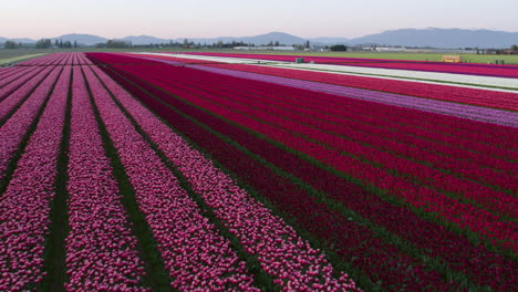 Drones-Volando-Bajo-Sobre-Largas-Filas-De-Coloridas-Plantas-De-Flores-De-Tulipanes,-Mañana-De-Primavera