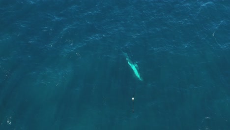 Excelente-Toma-Aérea-De-Una-Gran-Ballena-Azul-Liberándose-Frente-A-La-Costa-De-Australia-Occidental