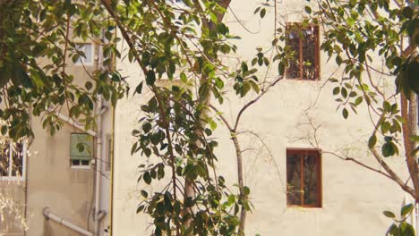 exterior of white mediterranean residential apartment exterior with leaves and trees and windows