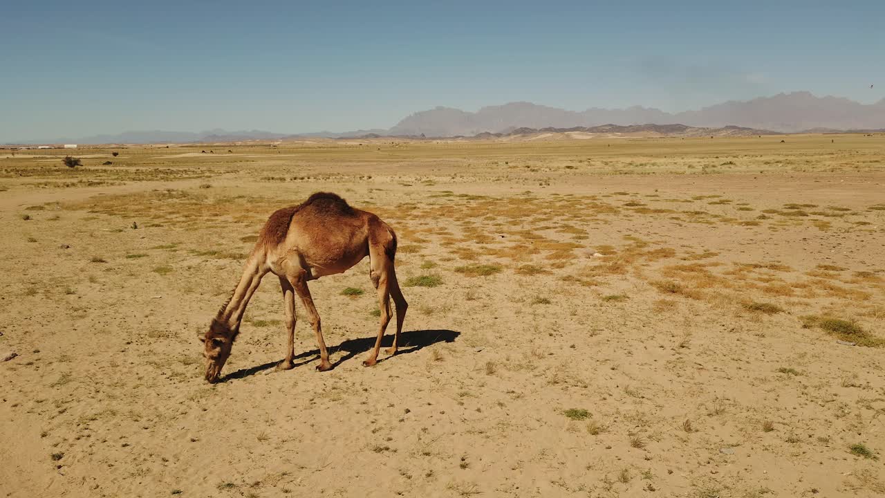 camello salvaje comiendo hierba en el desierto arenoso en un día caluroso y soleado