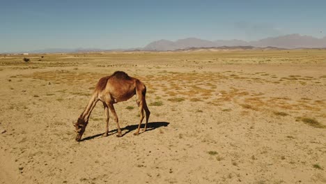 Wild-camel-eating-grass-in-sandy-desert-on-hot-sunny-day