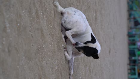 vertical video - a stray dog is licking his paw on the beach