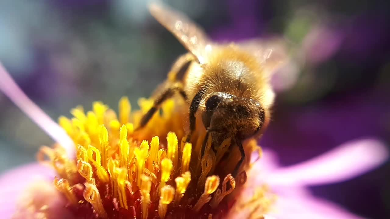 abeja de miel en una flor de jardín-1