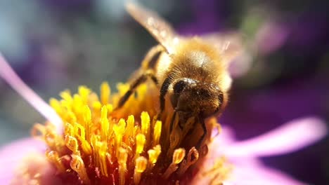 honey bee on a garden flower-1