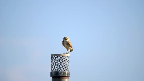 Adult-burrowing-owl-perching-on-a-chimney-and-observing-its-surrounding