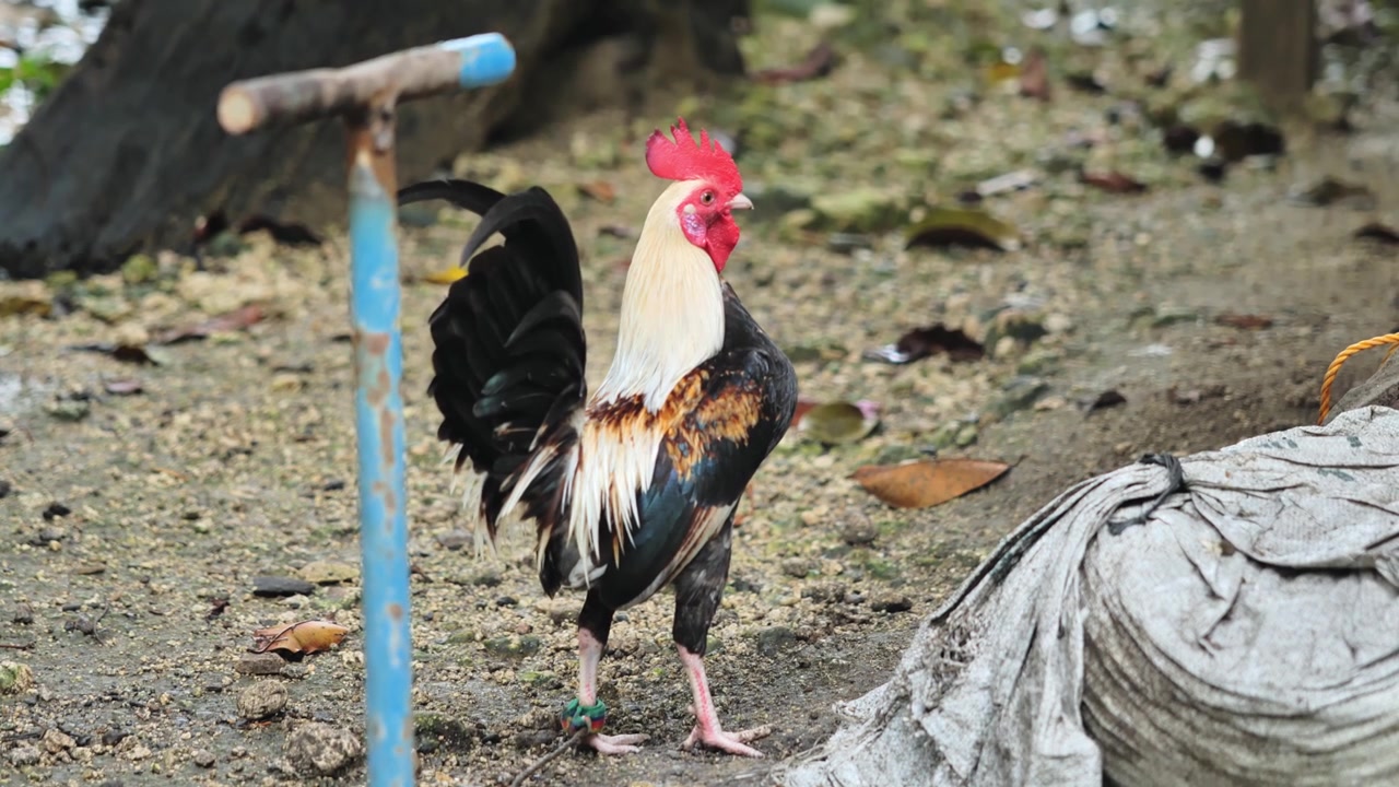 Bidikan dekat ayam aduan di daerah pedesaan, aktivitas hewan tradisional Filipina