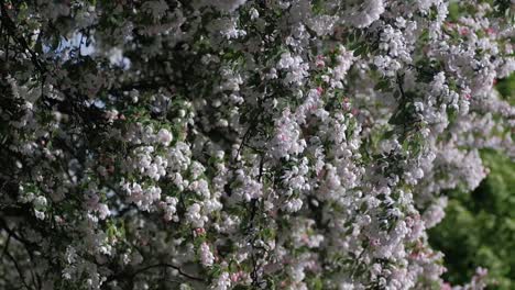 Ramas-Colgantes-Llenas-De-Delicadas-Flores-Rosas-Meciéndose-En-El-Viento,-Cámara-Lenta