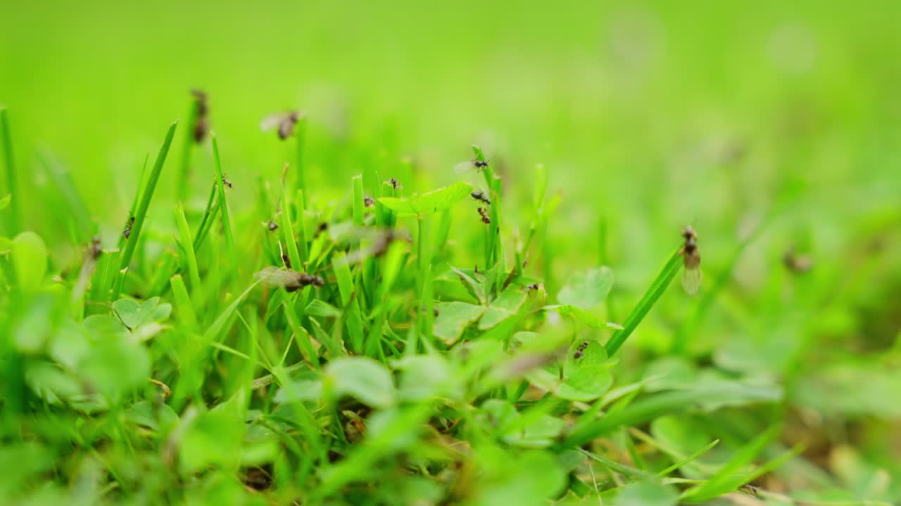 Ants in the grass and clover