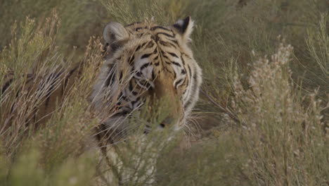 Camouflaged-tiger-licking-his-lips-slow-motion