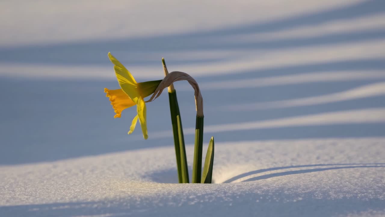 Close-up, side angle of a yellow daffodil emerging from snow, symbolizing resilience