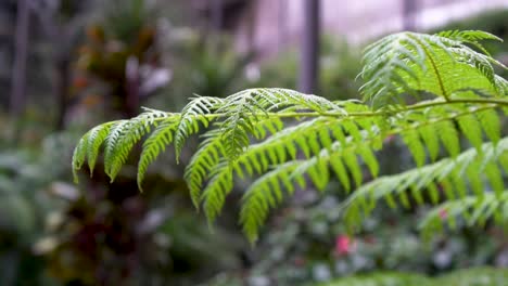 green leaves of maple tree in the wind in front of the brick building with blurred background