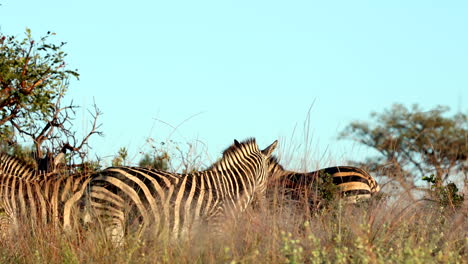 zebra herd, eye-level at sunrise with watchful stallion in african grassland