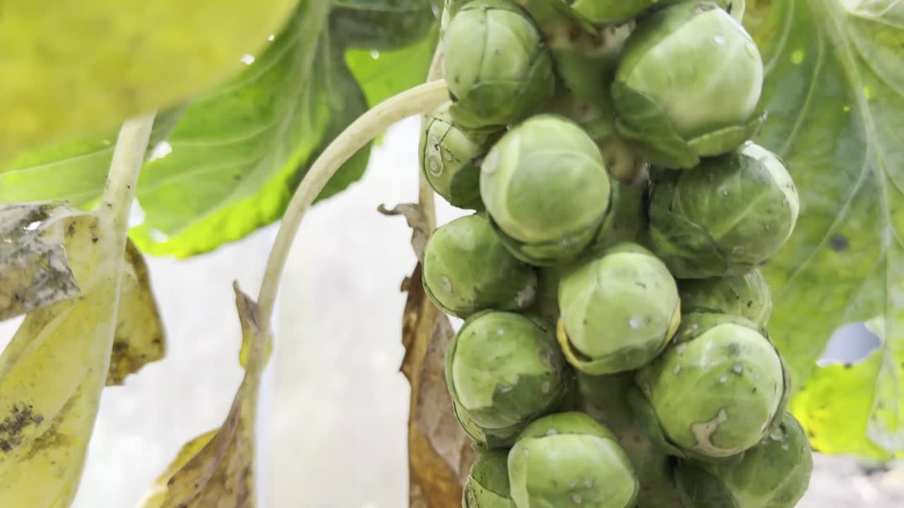 Foto close-up kubis brussel segar dan organik yang tumbuh di tanaman. Menggambarkan sayuran rumahan, pertumbuhan alami, pola makan sehat, dan pertanian berkelanjutan.