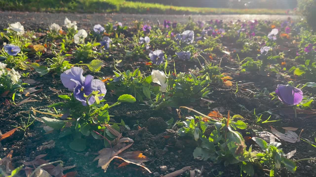 En mark med lilla og hvide stedmoderblomster, der vokser i varmt lys