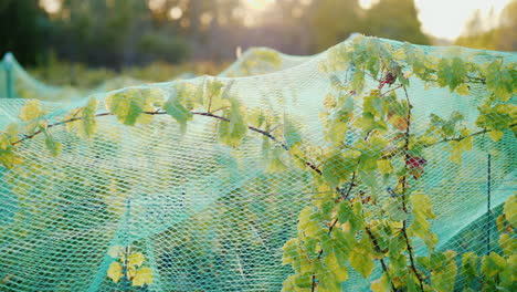 protective net on grape vines