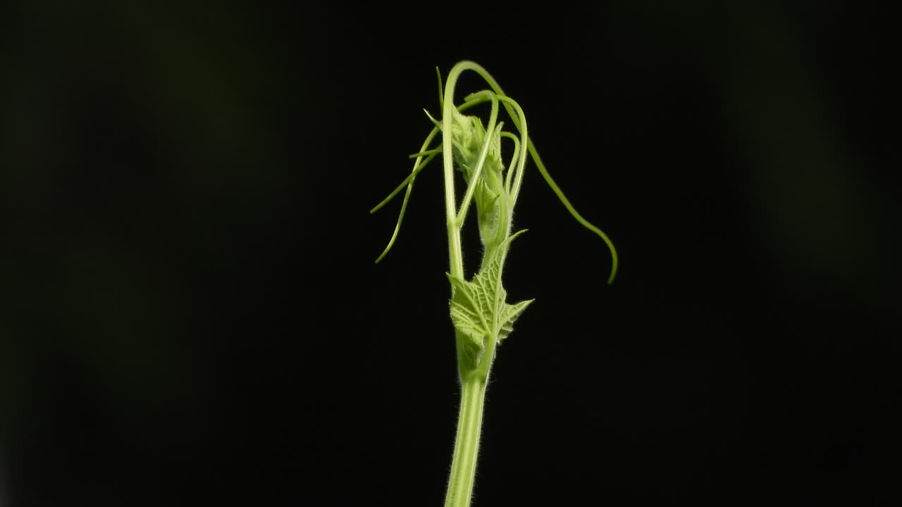 Green leaf - black background