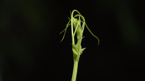 grünes blatt - schwarzer hintergrund