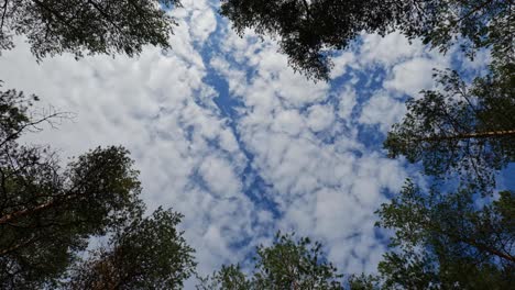 looking up to tree tops at forest