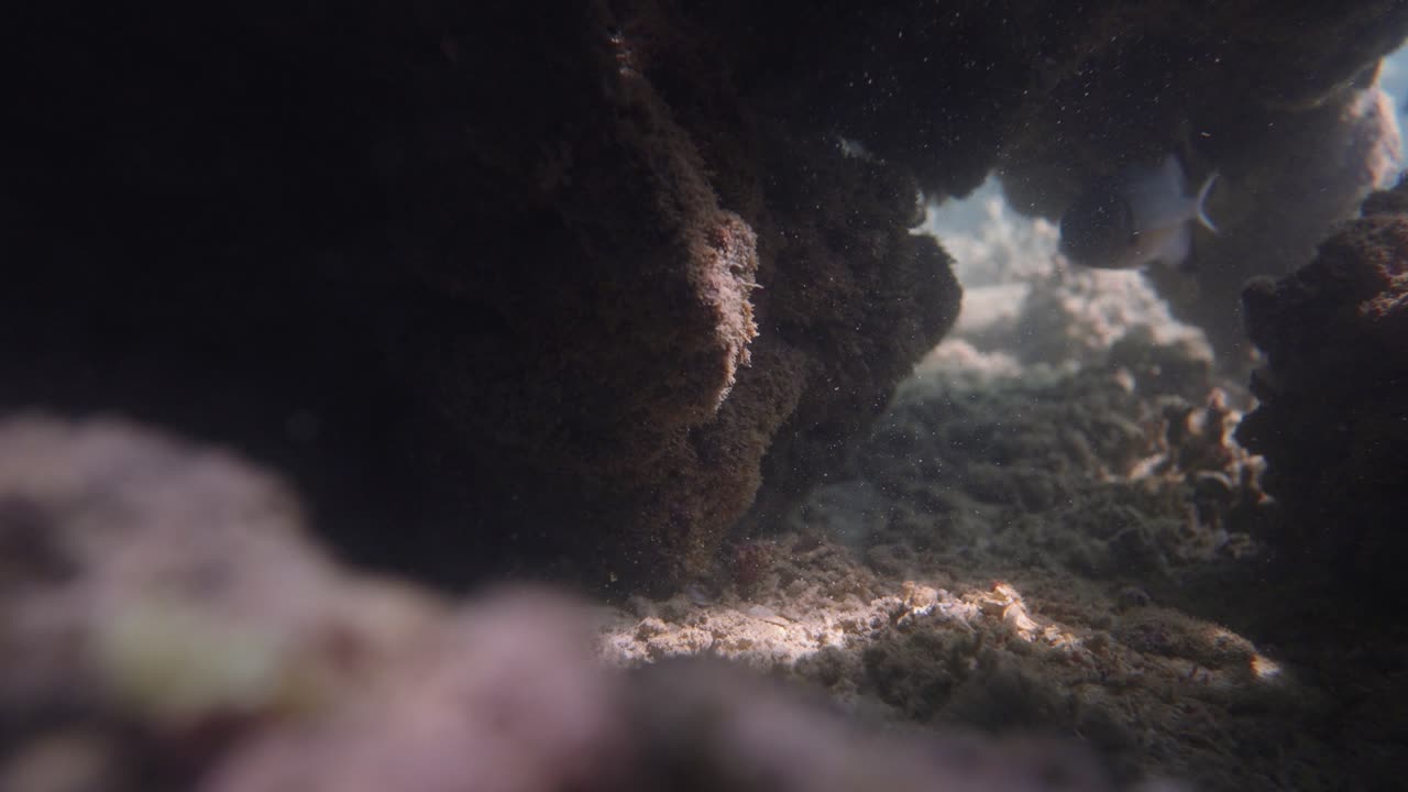 Cinematic clip of a serene and peaceful cave deep down on the ocean bed with coral and fish life within it