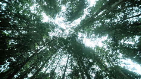 beautiful trees in the forest