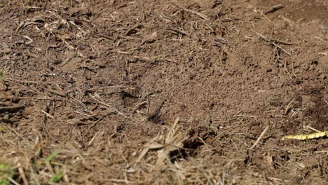 wasp works diligently, moving soil particles.