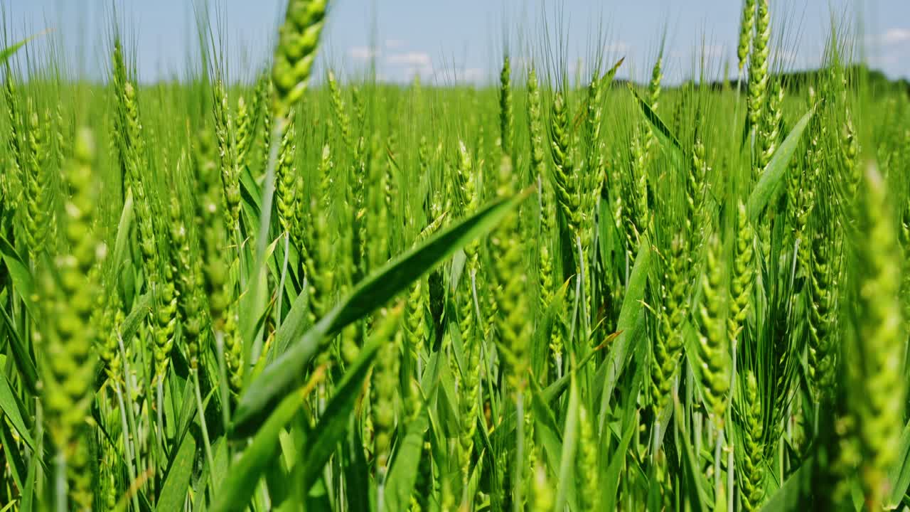 Macro establishing of rye grass blades swaying in field with natural lighting and soft breeze