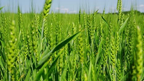macro establishing of rye grass blades swaying in field with natural lighting and soft breeze