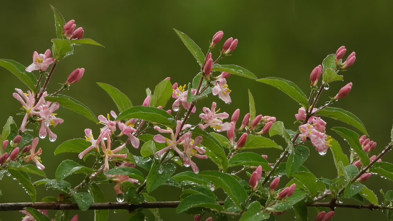 primer plano de flores rosas primavera floreciendo en un fondo natural verde con lluvia