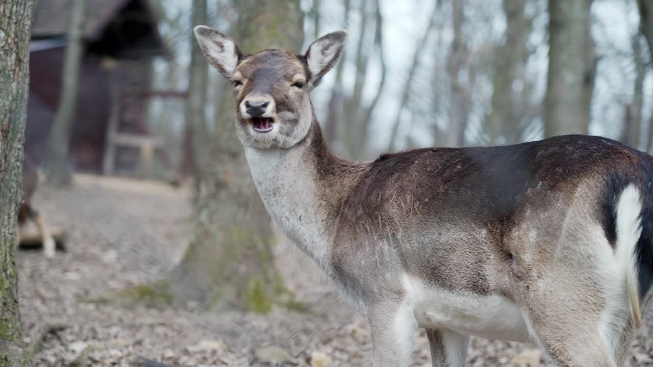 A doe looking directly at the camera inside a forest enclosure