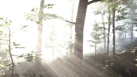 el sol naciente cae en el bosque caducifolios en una mañana de verano brumosa