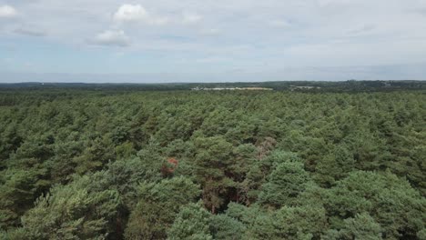 bajo, lento aéreo roza el dosel del denso bosque boreal en el campo del reino unido