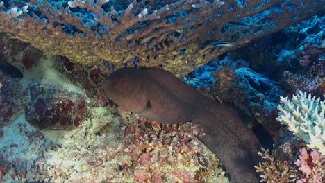 Anguila-Morena-Gigante-Bajo-Una-Gran-Mesa-De-Coral-En-Un-Arrecife-De-Coral