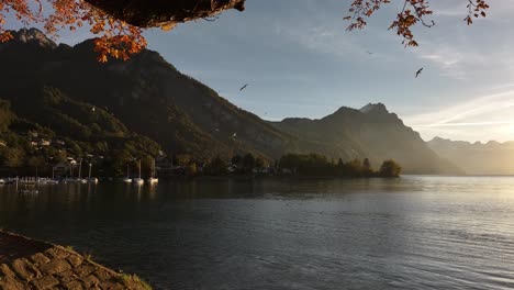drone pulls back from under autumn leaves tree near lake with flying birds above and swiss mountains in background, shines in morning sunlight at walensee, switzerland.